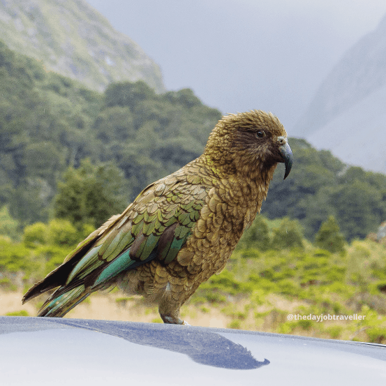kea birds in milford sound